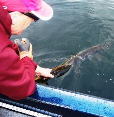 catch and release musky fishing
